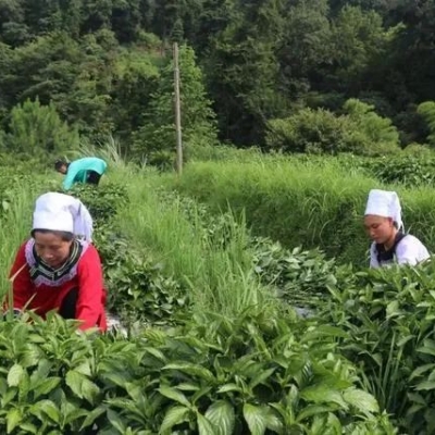 承担社会责任，崇德向善尽心|中鹏公司收到一份来自远方的感谢信